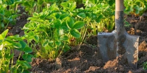 Prihrana i đubrivo za jagode u jesen